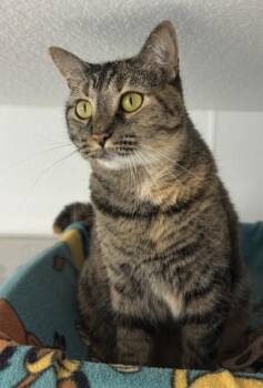 Reign -  Domestic Short Hair Cat for Adoption in Venice, Florida - Reign | PetCurious