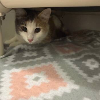 Rescue Domestic Long Hair Cats for Adoption in Franklin, North Carolina - Lotto | PetCurious