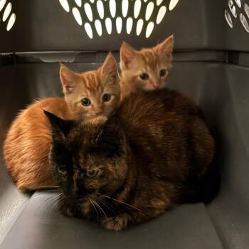 Selkie -  Domestic Short Hair Cat for Adoption in South Burlington, Vermont - Selkie | PetCurious