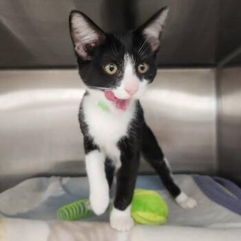 Buttercup -  Domestic Short Hair Cat for Adoption in Fort Wayne, Indiana - Buttercup | PetCurious