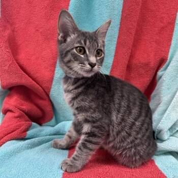 Carter -  Domestic Short Hair Cat for Adoption in Hawthorne, California - Carter | PetCurious