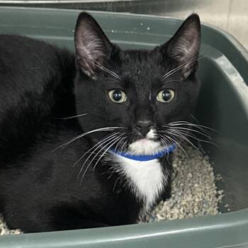 Plankton -  Domestic Short Hair Cat for Adoption in Montgomery, Alabama - Plankton | PetCurious