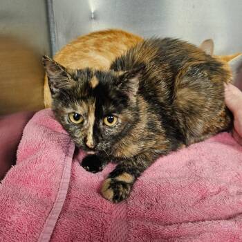 Oatmeal -  Domestic Short Hair Cat for Adoption in Martinsville, Virginia - Oatmeal | PetCurious