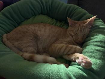 Domestic Short Hair and Tabby Cats Available for Adoption in Chandler, Arizona - Lucy Boyle Bonded To Sunny Boyle | PetCurious