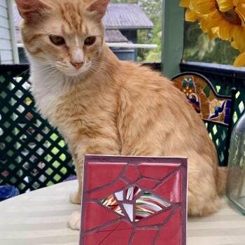 Garfield -  Domestic Short Hair Cat for Adoption in Volcano, Hawaii - Garfield | PetCurious