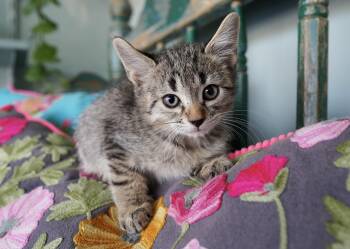 Rescue Domestic Short Hair Cats for Adoption in San Antonio, Texas - Mick Jagger | PetCurious