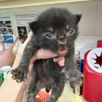 Domestic Short Hair Cats Available for Adoption in Ardmore, Oklahoma - Jagger | PetCurious