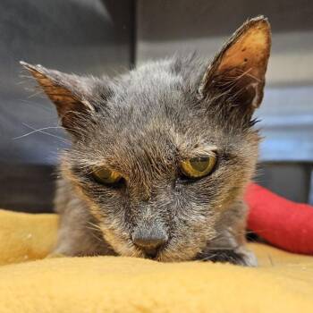 Miss Patti -  Domestic Short Hair Cat for Adoption in Austin, Texas - Miss Patti | PetCurious