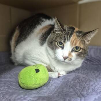 Cammy -  Domestic Short Hair Cat for Adoption in Newark, New Jersey - Cammy | PetCurious