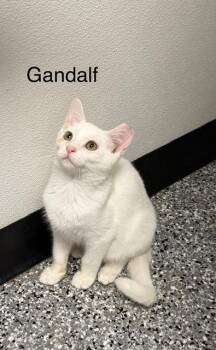 Gandalf -  Domestic Short Hair Cat for Adoption in Bryan, Ohio - Gandalf | PetCurious