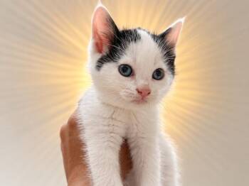 Birdie Purrfect Tuxedo Tips Walker -  Tuxedo and Domestic Short Hair Cat for Adoption in Friendswood, Texas - Birdie Purrfect Tuxedo Tips Walker | PetCurious