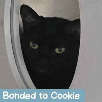 Domestic Short Hair Cats Available for Adoption in Denver, Colorado - Eyepatch | PetCurious