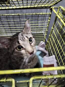 QUEENIE -  Domestic Short Hair Cat for Adoption in San Antonio, Texas - QUEENIE | PetCurious