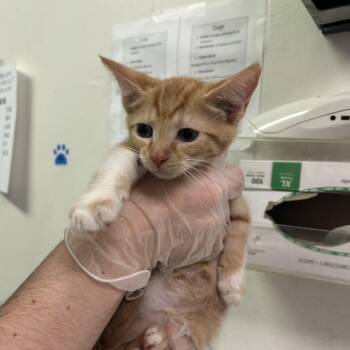 Domestic Short Hair Cats Available for Adoption in Charleston, West Virginia - Maya Pinion | PetCurious