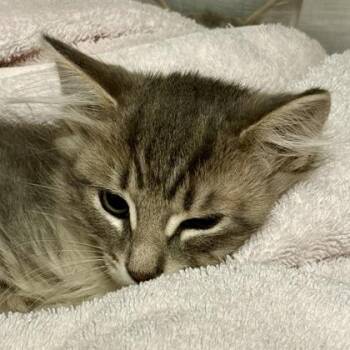 Tonin -  Domestic Short Hair Cat for Adoption in Sacramento, California - Tonin | PetCurious