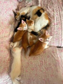 Stuart -  Domestic Short Hair Cat for Adoption in Deltona, Florida - Stuart | PetCurious