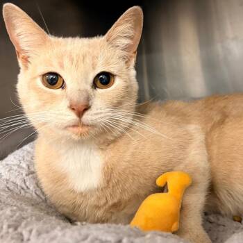 Domestic Short Hair Cats Available for Adoption - Nakama | PetCurious