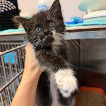Belle -  Domestic Medium Hair Cat for Adoption in Port Charlotte, Florida - Belle | PetCurious