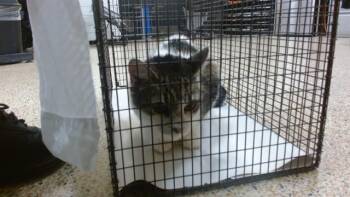 PRINCESS -  Domestic Short Hair Cat for Adoption in Doral, Florida - PRINCESS | PetCurious