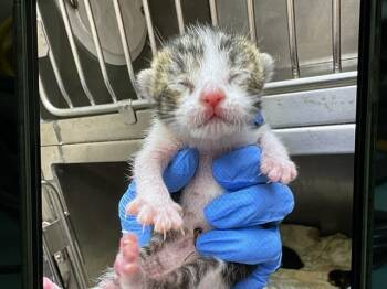 Rescue Domestic Short Hair Cats for Adoption in San Bernardino, California - A585591 | PetCurious