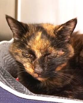 Rescue Domestic Short Hair Cats for Adoption in Fishers, Indiana - Baby Buttercup | PetCurious