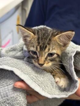 STRIPS -  Domestic Short Hair Cat for Adoption in Rosenberg, Texas - STRIPS | PetCurious