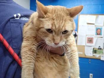 Domestic Short Hair Cats Available for Adoption in St. Peters, Missouri - BAXTER | PetCurious