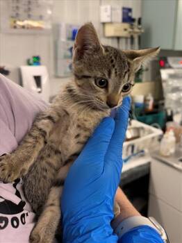 *SYLVIA -  Domestic Short Hair Cat for Adoption in Woodland, California - *SYLVIA | PetCurious