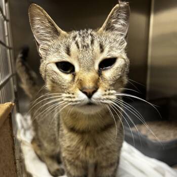 Domestic Short Hair Cats Available for Adoption in Winston-salem, North Carolina - Sandra | PetCurious