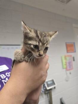 CHOCOLATE CHIP -  Domestic Short Hair Cat for Adoption in Easton, Maryland - CHOCOLATE CHIP | PetCurious