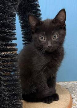 Domestic Short Hair Cats Available for Adoption - Toberlone | PetCurious