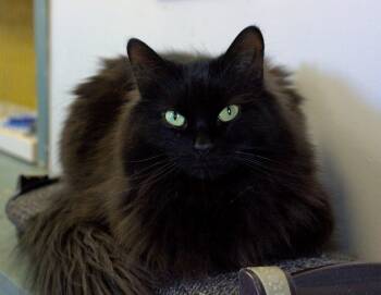 Kiwi -  Domestic Long Hair Cat for Adoption in Montreal, Quebec - Kiwi | PetCurious