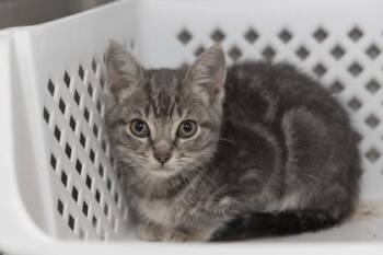 Domestic Short Hair Cats Available for Adoption in North Charleston, South Carolina - 06620B Yates | PetCurious