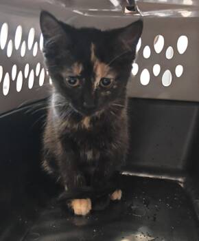 Domestic Short Hair Cats Available for Adoption in Clarksville, Tennessee - Maria | PetCurious