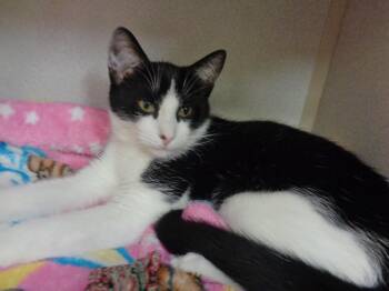 Rescue Domestic Short Hair Cats for Adoption in Delhi, New York - DURACELL | PetCurious
