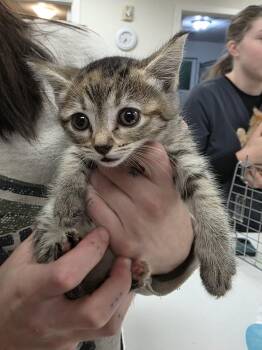 Jasmine -  Tabby Cat for Adoption in Sammamish, Washington - Jasmine | PetCurious