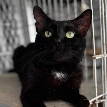 Tom -  Domestic Short Hair Cat Available for Adoption in Boston, Massachusetts - Tom | PetCurious