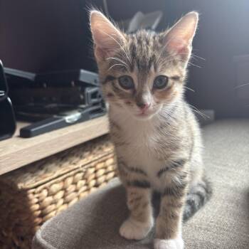 Domestic Short Hair Cats Available for Adoption in Chattanooga, Tennessee - Kallax | PetCurious