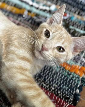 Rescue Domestic Short Hair Cats for Adoption in Ellenwood, Georgia - Prince | PetCurious