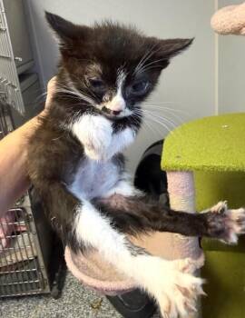 #6 b-w male -  Domestic Short Hair Cat for Adoption in Burgaw, North Carolina - #6 B-w Male | PetCurious