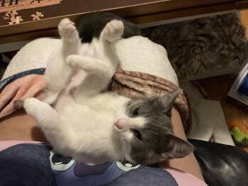 Yooka-Laylee -  Domestic Short Hair Cat for Adoption in Colorado Springs, Colorado - Yooka-Laylee | PetCurious