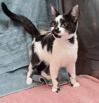 Clem -  Domestic Short Hair Cat for Adoption in Elizabethtown, North Carolina - Clem | PetCurious