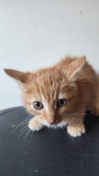 Rescue Domestic Medium Hair Cats for Adoption in Morristown, Tennessee - Schnitzel | PetCurious