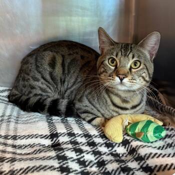Pretzel -  Bengal and Domestic Short Hair Cat for Adoption in Matteson, Illinois - Pretzel | PetCurious