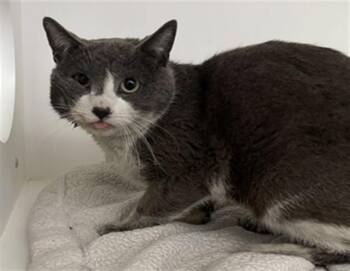 Domestic Short Hair Cats Available for Adoption in Ontario, California - A007819 | PetCurious