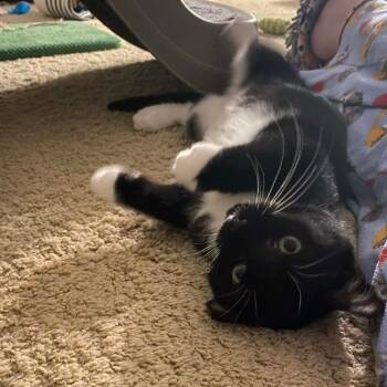 Rescue Domestic Short Hair Cats for Adoption in Springfield, Ohio - Kiki | PetCurious