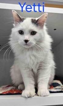 Rescue Domestic Medium Hair Cats for Adoption in Minneapolis, Minnesota - Yetti | PetCurious