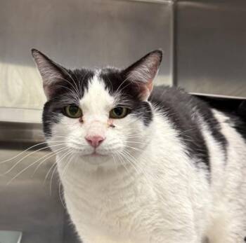 Vincent -  Domestic Short Hair Cat for Adoption in Golden, Colorado - Vincent | PetCurious