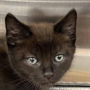 Bjorn -  Domestic Short Hair Cat for Adoption in West Palm Beach, Florida - Bjorn | PetCurious