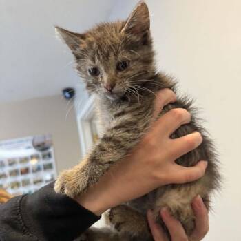 Shirley Ann C11613 -  Domestic Medium Hair Cat for Adoption - Shirley Ann C11613 | PetCurious